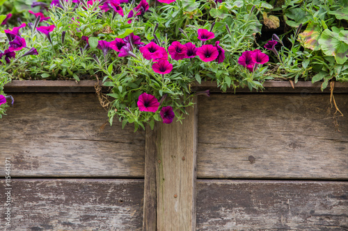 wooden fence with flowers