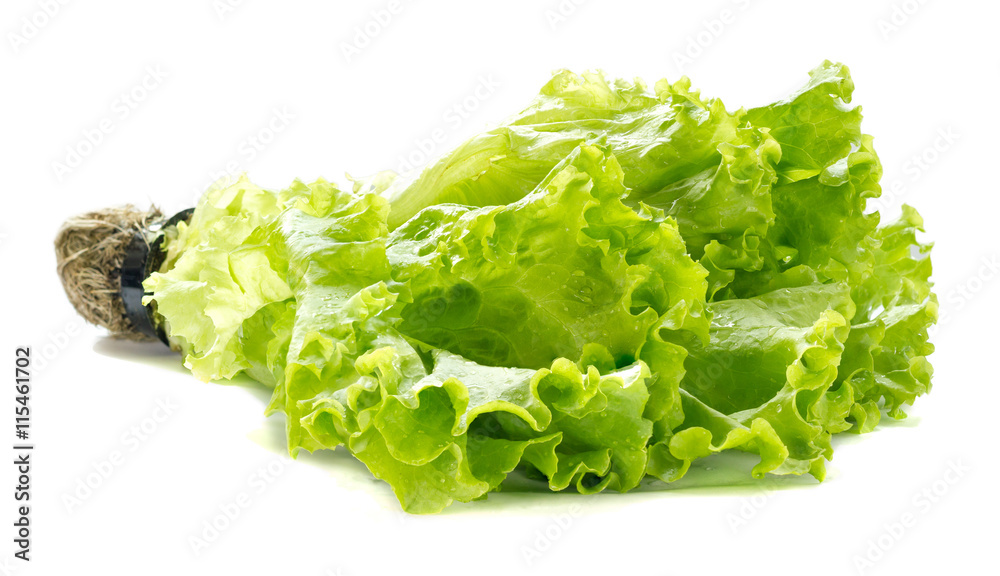Lettuce leaf Lettuce leaf