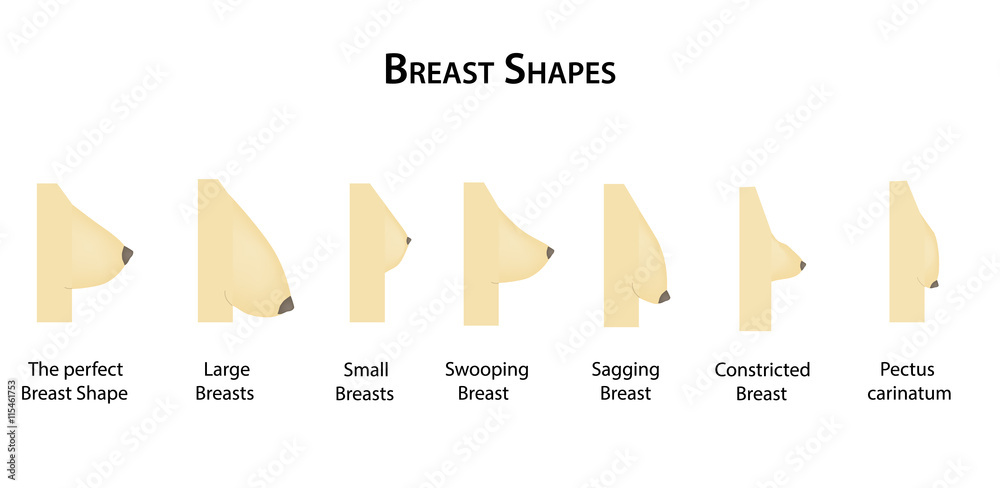 Shape the breast. Vector illustration on isolated background Stock