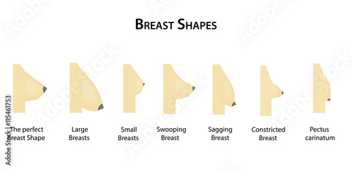 Shape the breast. Vector illustration on isolated background Stock