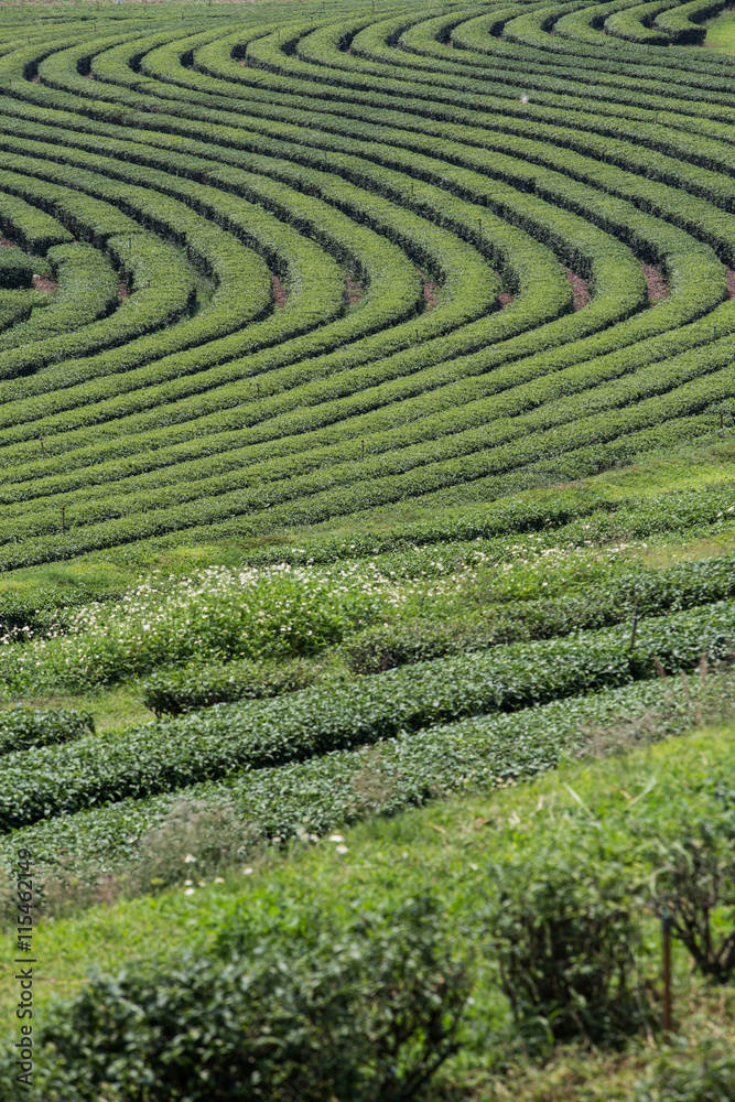 Tea plantation landscape