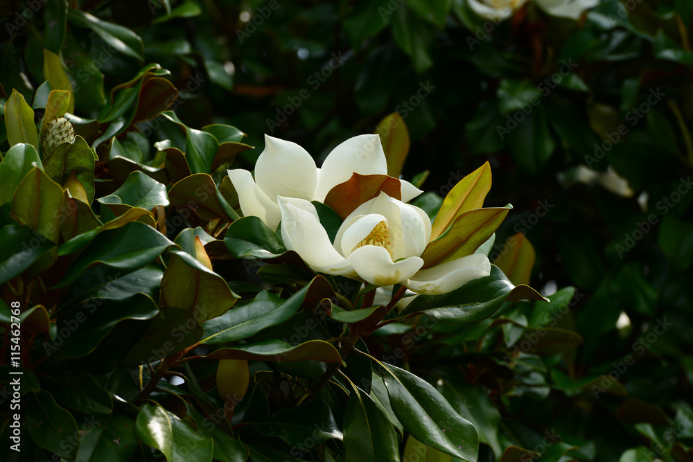 Fototapeta premium Flower, fruits and foliage of Magnolia grandiflora (Southern magnolia)