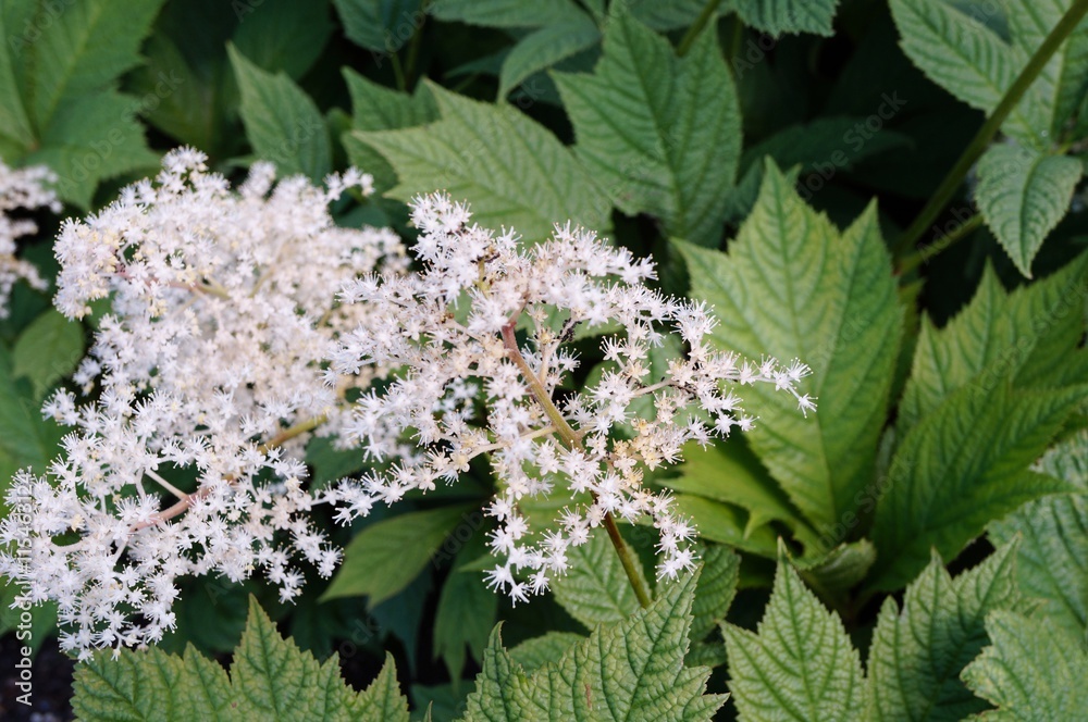 White flower clusters of Rodgersia podophylla plant