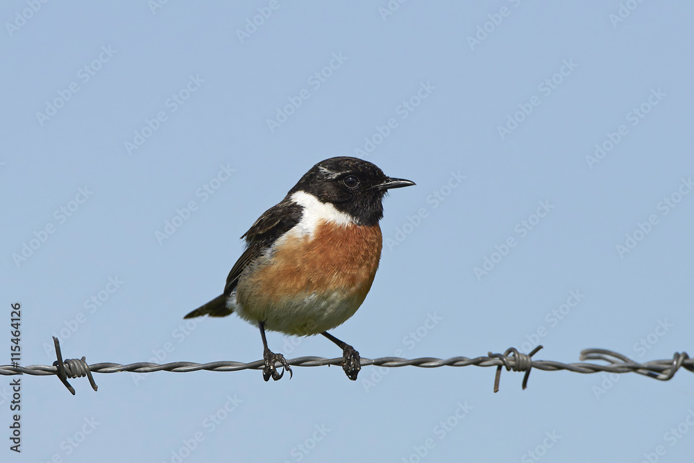 European stonechat (Saxicola rubicola) European stonechat (Saxicola rubicola)
