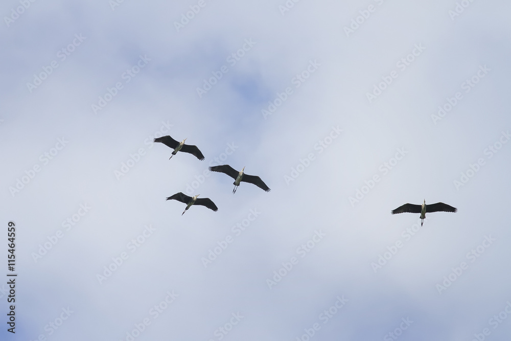 birds crane flying in the blue sky