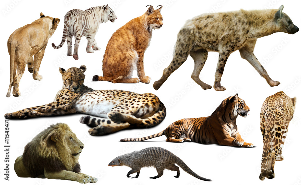 Fototapeta premium Set of African predators isolated over white