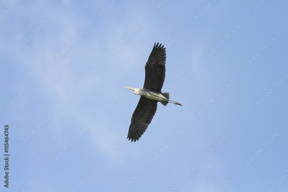 Obraz premium grey Heron flying on blue sky background widely spread its large wings