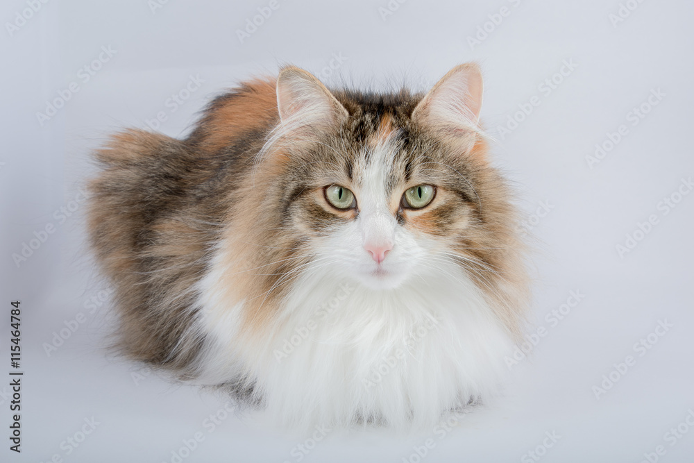 Long Hair tortoiseshell cat