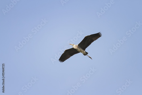 grey Heron flying on blue sky background widely spread its large wings