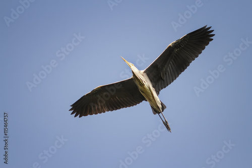 grey Heron flying on blue sky background widely spread its large wings © nataba