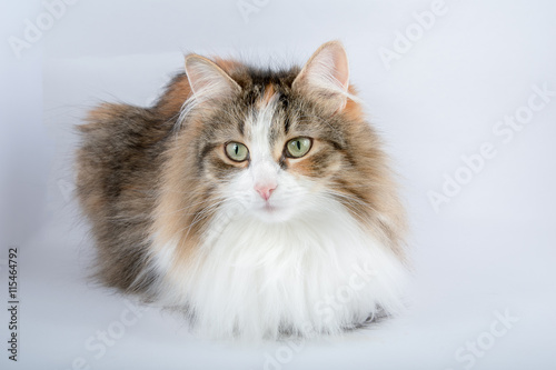 фотографія Long Hair tortoiseshell cat