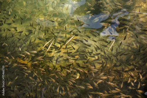 School of small sea fish