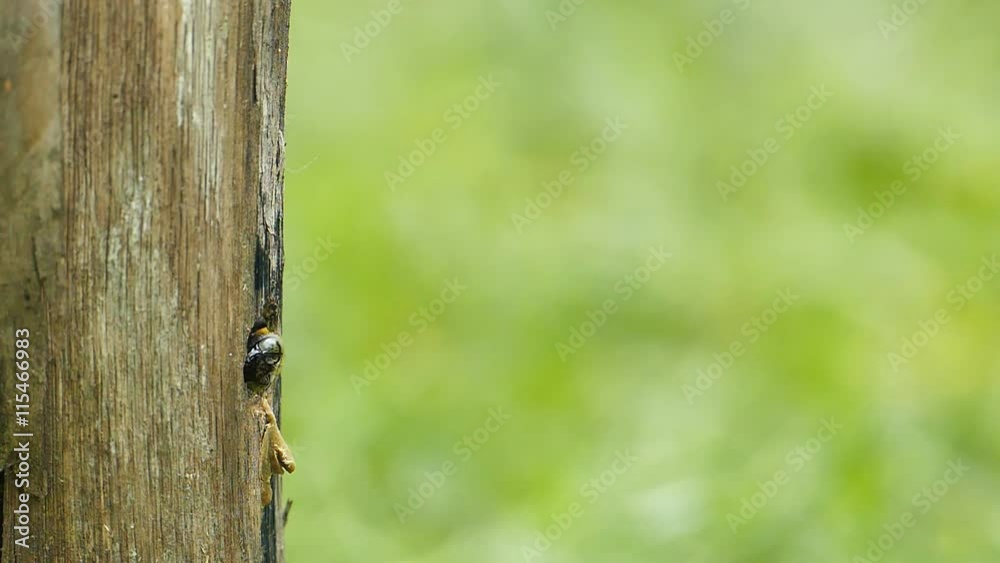 Carpenter bee in the nature, flying out of the cavity on wooden. Carpenter bee in the nature, flying out of the cavity on wooden.