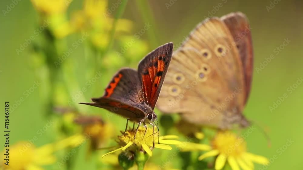 Blumen und Schmetterlinge auf einer Wiese im Sommer
