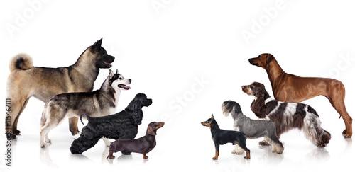 Foto Group of dogs at the exhibition stand, dog profile