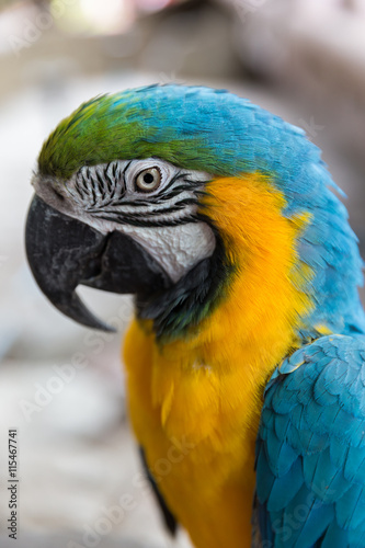Close up of blue yellow macaw parrot