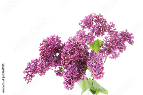 Blooming lilac flowers on a white background