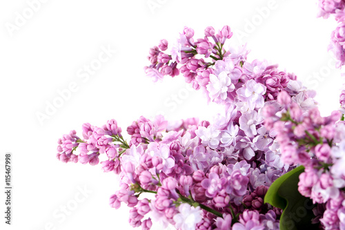 Fototapeta Naklejka Na Ścianę i Meble -  Blooming lilac flowers isolated on a white