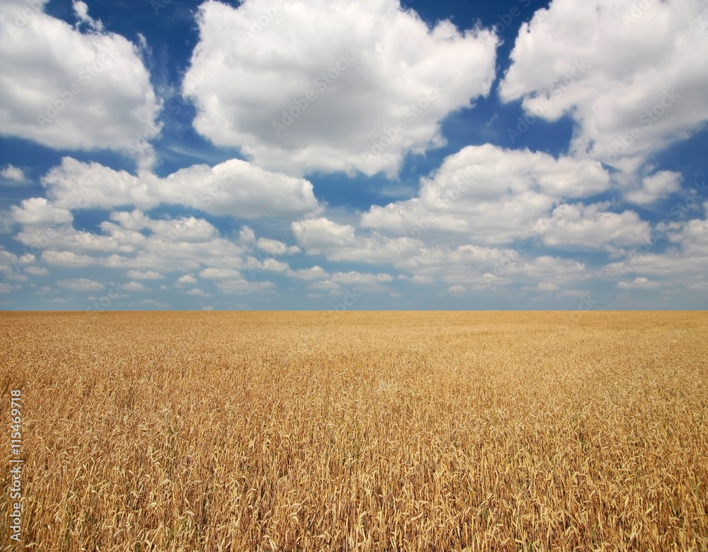 Fototapeta premium Wheat field