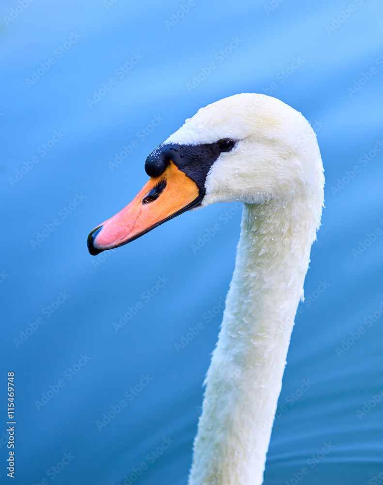 Swan head with neck against blue water Swan head with neck against blue water