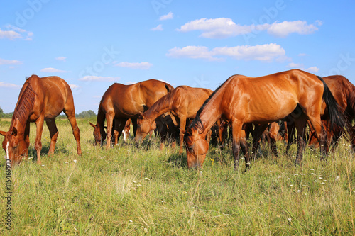 Herd of gidran horses eating fresh green grass on hungarian meadow