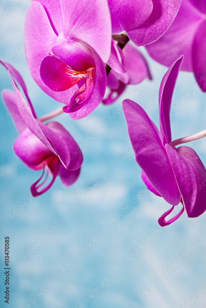 Naklejka premium Orchids bloom on blue background. Pink color. Spa card.