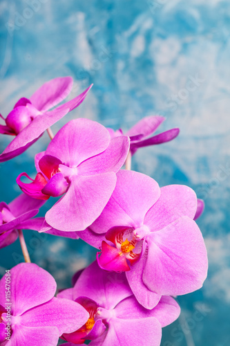 Orchids bloom on blue background. Pink color. Spa card.