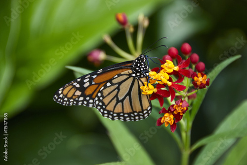 Monarch Butterfly (Danaus plexippus) on Tropical Milkweed(Asclepias curassavica), Charleston, South Carolina, U.S.A. © mosesrode