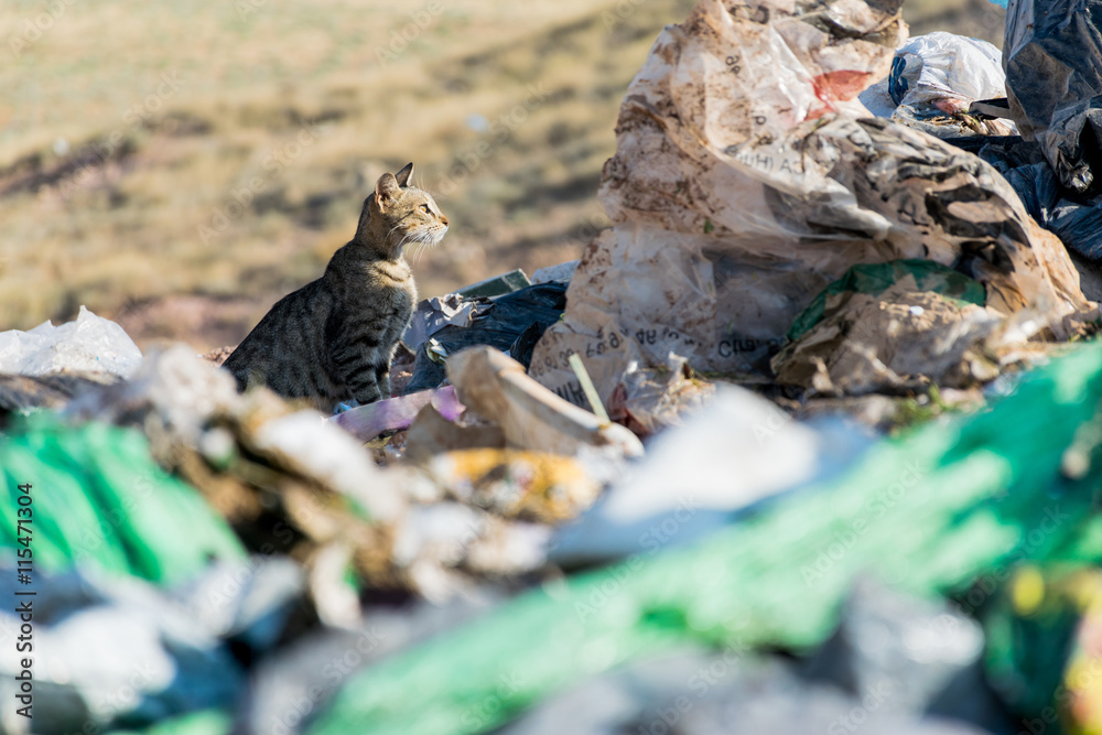 Obraz premium Vertedero de basuras