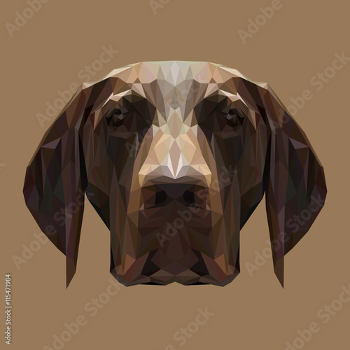 English Pointer Dog animal low poly design. Triangle vector illustration.
