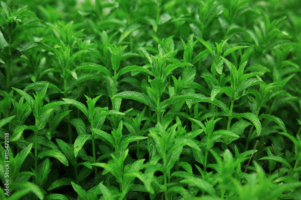 Fresh mint leaves background