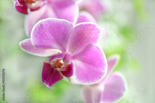 Pink orchid on green background