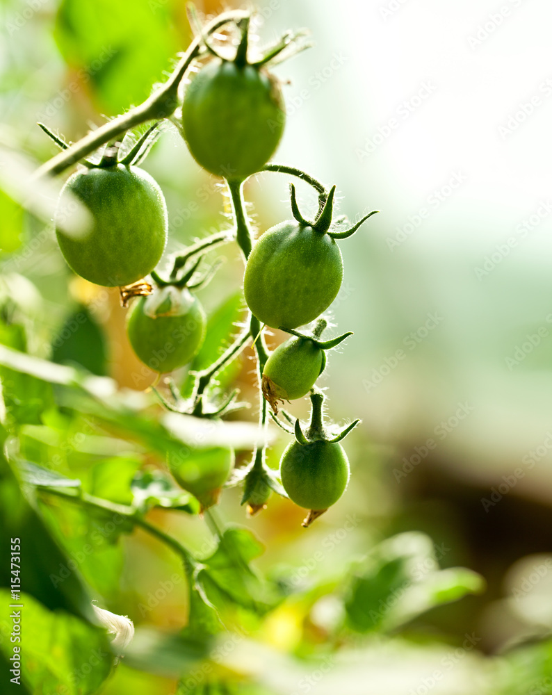 Tomatoes in the greenhouse with the ripening fruits. The reddeni Tomatoes in the greenhouse with the ripening fruits. The reddeni