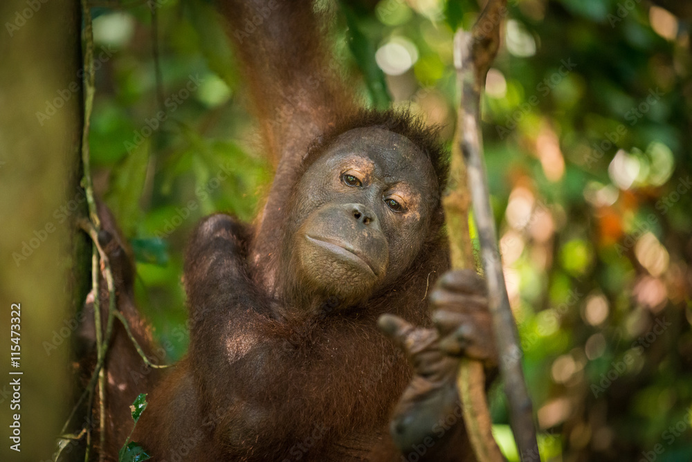 Fototapeta premium Female Orangutan