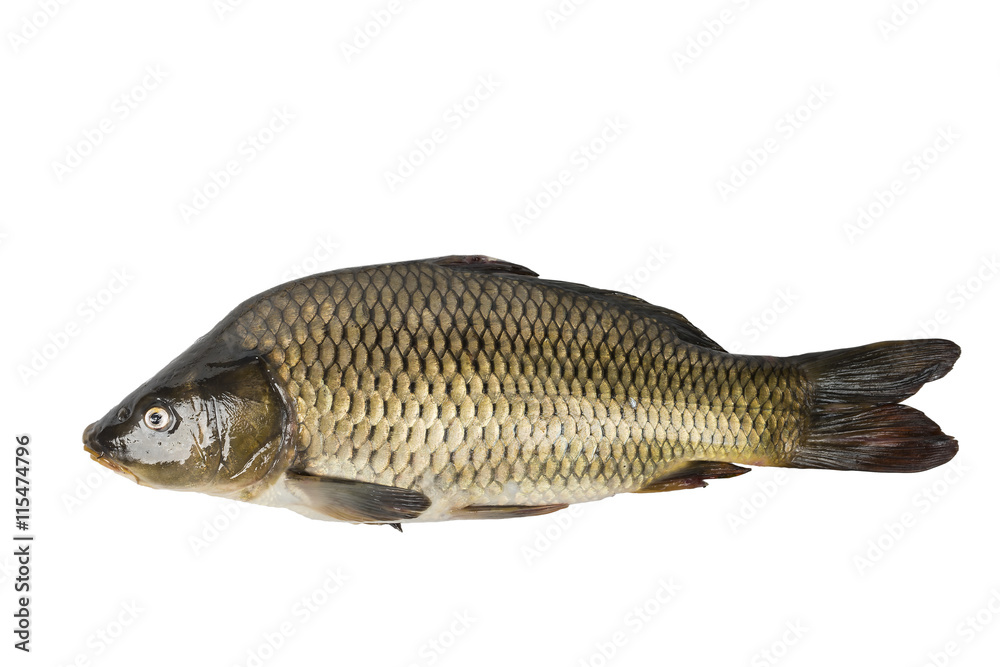 Fototapeta premium Big carp isolated on white