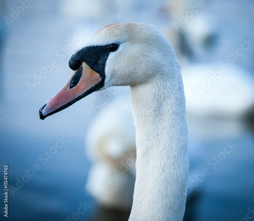 White swans on lake Narach, Minsk region, Belarus