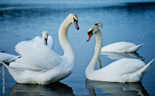 White swans on lake Narach, Minsk region, Belarus