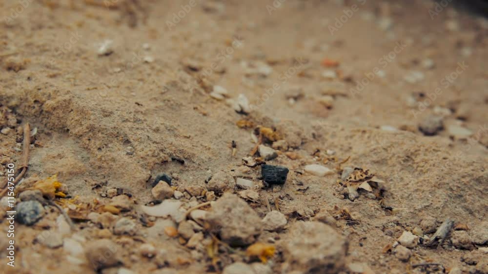 Closeup shot of a group of black ants walking on dirt. Closeup shot of a group of black ants walking on dirt.