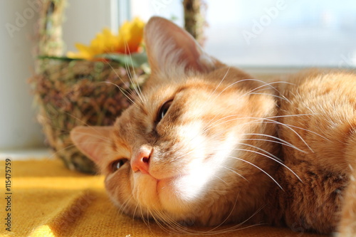 Ginger cat enjoying the sun