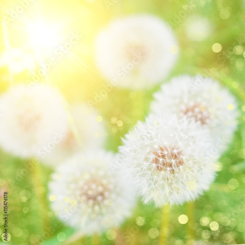 Fototapeta Naklejka Na Ścianę i Meble -  Summer Nature Background - bright blur colors  - Dandelions Flowers Background