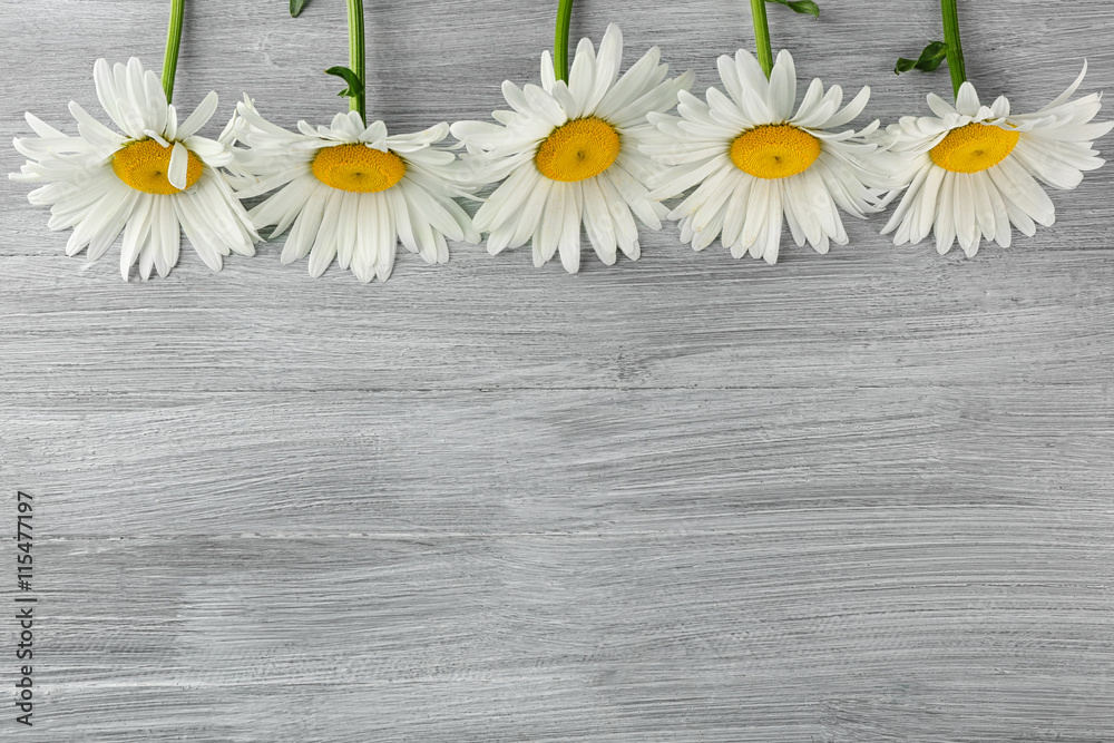 Obraz premium White chamomile on wooden table