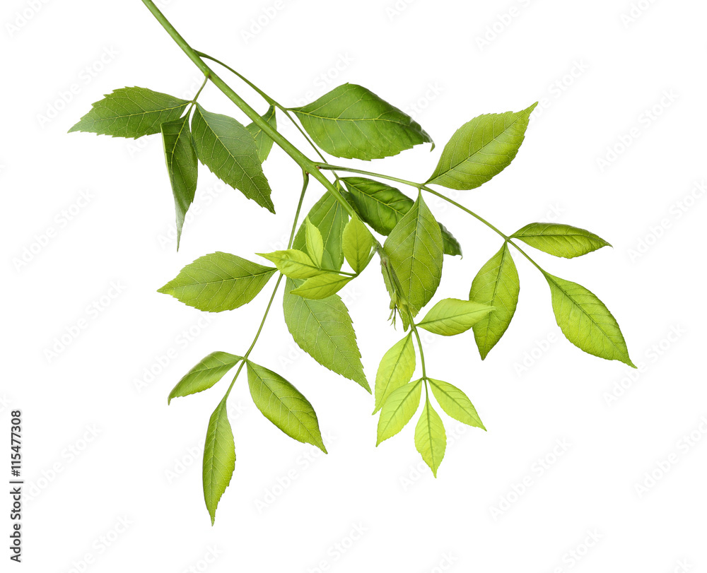 Tree branch with green leaves on white background