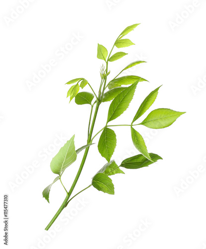 Tree branch with green leaves on white background