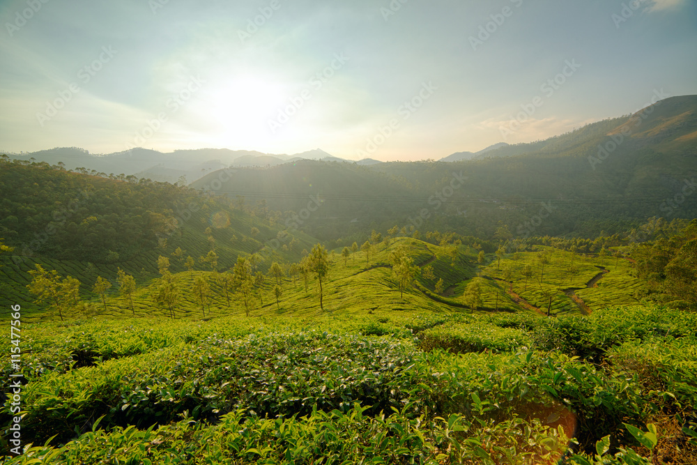 Fototapeta premium Sunrise over tea plantations in Munnar