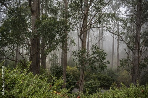 Fogged in at Mount Lofty Botanic Garden, South Australia © sharonwills