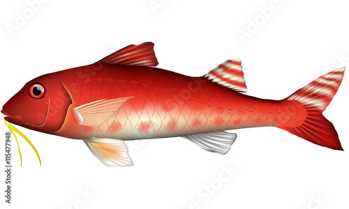 ヒメジ　魚　イラスト　ベクター