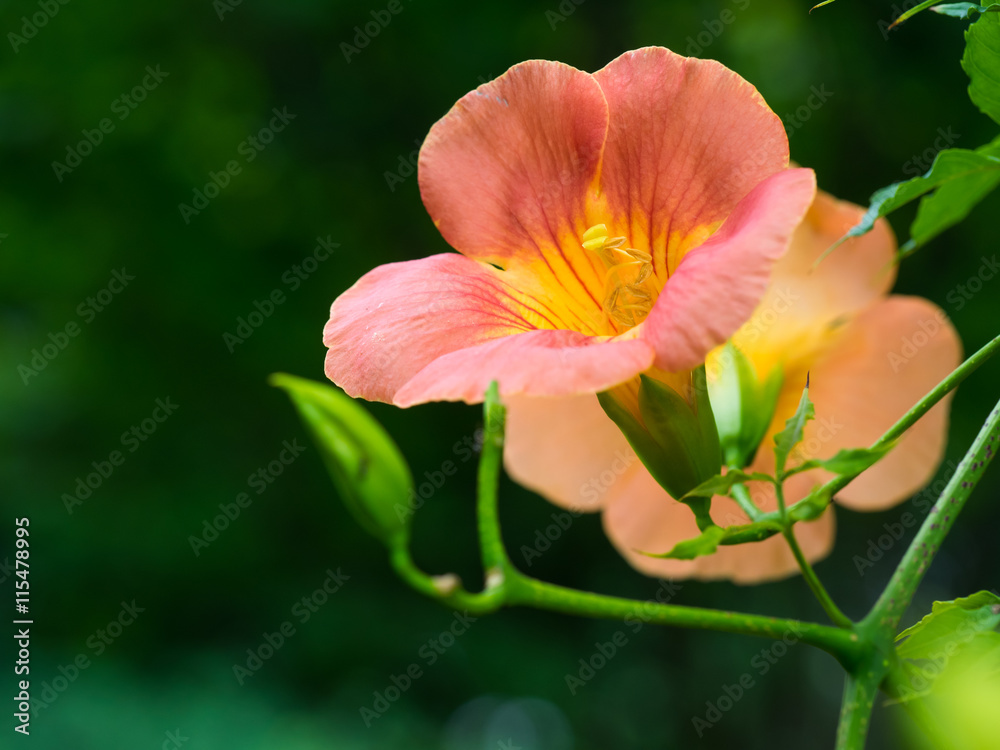 朱赤の凌霄花