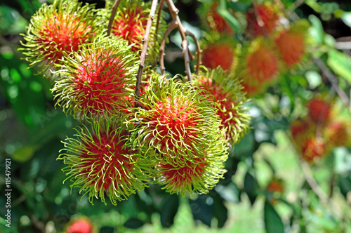 Red Rambutan on the tree in the garden