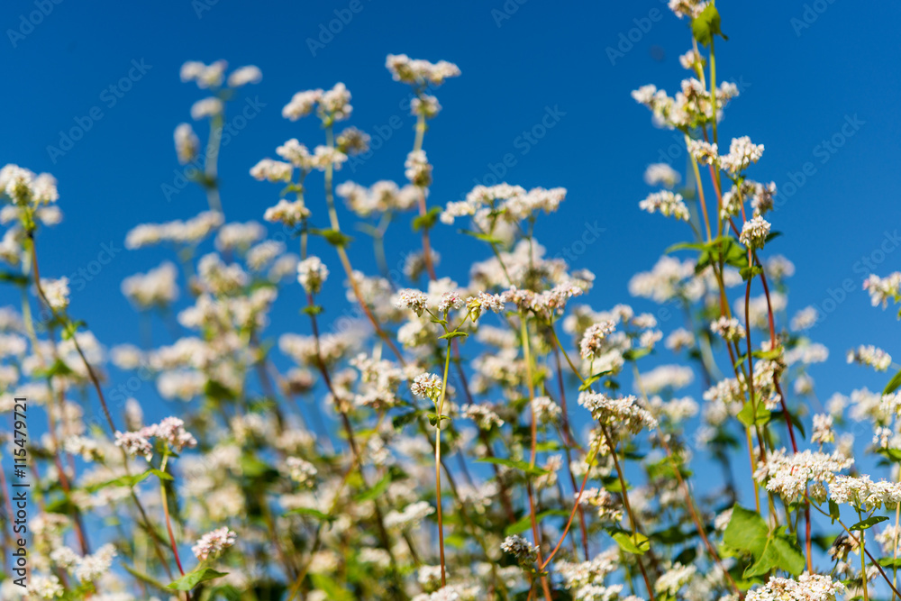 buckwheat flower buckwheat flower
