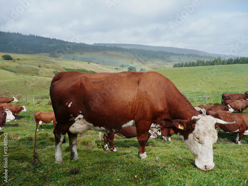 Vacas en el campo © oliviermartinet